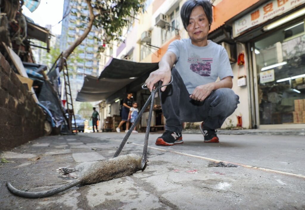 street rat